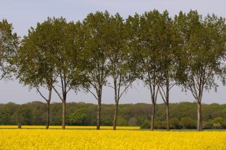 Fields of oilseed rape for biodiesel production - this land use forces up food prices